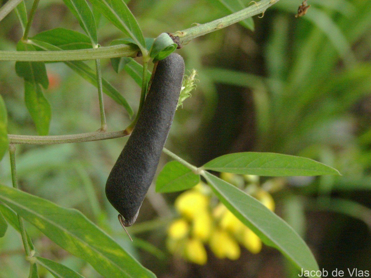 Crotalaria trichotoma Bojer